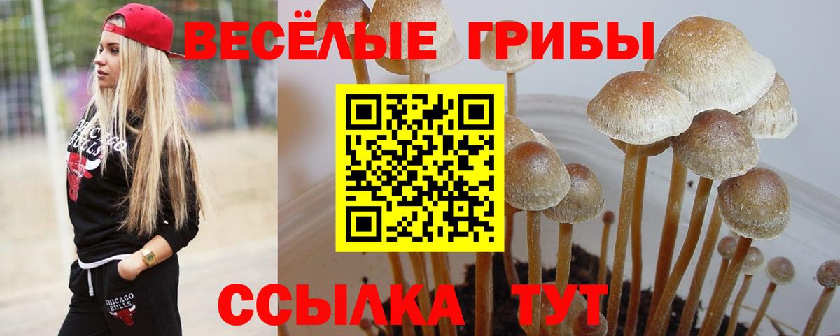 Псилоцибиновые грибы прущие грибы Пушкино